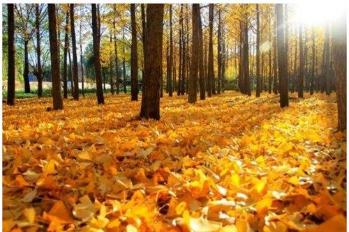 植物過冬的方法有哪些語(yǔ)文