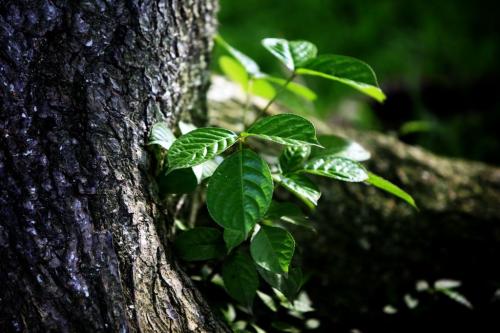 我們可以用哪些方法觀察樹的特征