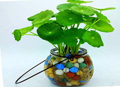 對(duì)植物的培養(yǎng)方法有哪些方法