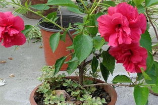 扶?；ǖ酿B(yǎng)殖方法和注意事項(xiàng)有哪些