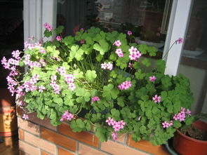 酢漿草哪些繁殖方法