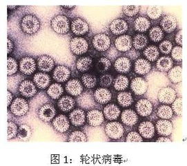 病毒的分離培養(yǎng)有哪些方法
