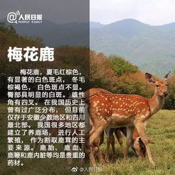 保護(hù)珍稀動(dòng)物有哪些方法