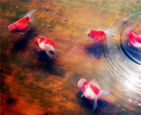 鶴頂紅金魚常見病有哪些治療方法