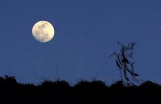 關(guān)于明月的詩句還有哪些?,含有明月的詩句有哪些,跟明月有關(guān)的詩句有哪些