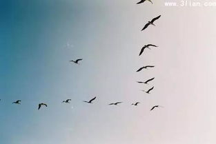 關(guān)于自由的靈魂的詩句