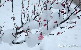 冬天梅花的詩句古詩
