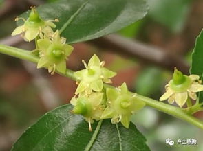 棗樹,詩句,古老