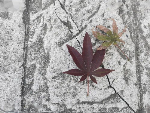 詩(shī)句,滿(mǎn)地,落葉