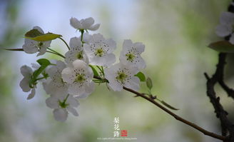 古詩中有梨花的詩句
