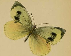 關于鳥蝶花雨草風的詩句