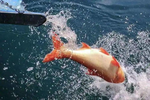 關(guān)于魚的詩(shī)句和賞析