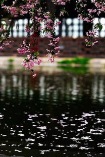 對(duì)美好愛情向往的古詩句