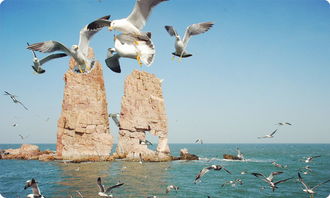 關(guān)于長島萬鳥島詩句