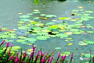 古詩表現(xiàn)夏季景象的詩句