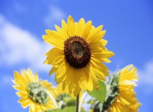 含有葵花的古詩句