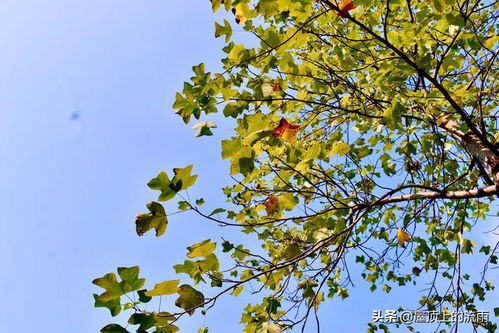 詩句,梧桐,寂寞