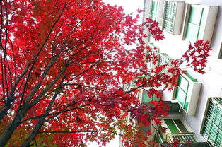 古詩(shī),詩(shī)句,贊美,紅楓