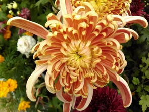 關(guān)于星菊的古詩(shī)句