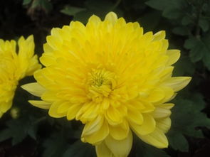 關于秋天菊花開的詩句