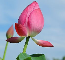 四關(guān)于荷花的詩(shī)句古詩(shī)