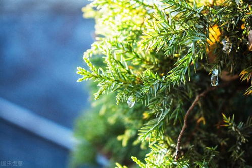 松柏,古詩(shī),詩(shī)句