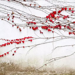 關于寫深秋風景的詩句有哪些