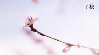 有關(guān)于描寫桃花的詩句