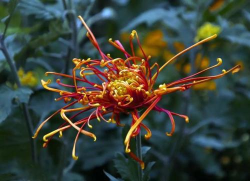 寫出含有下面花名的古詩句杏花