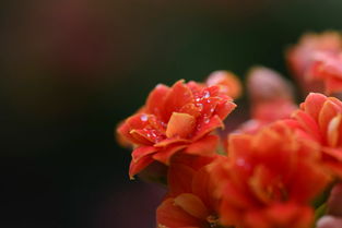 長壽花的古詩句