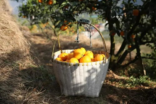 關(guān)于橙黃橘春的詩(shī)句