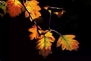 關(guān)于秋天和兒童結(jié)合的詩句