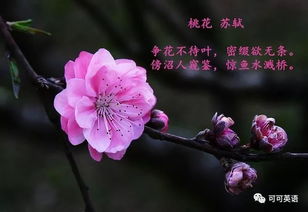 詩句,蘇軾,桃花,有哪些