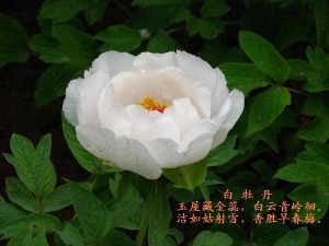 關(guān)于白牡丹的詩(shī)句古詩(shī)