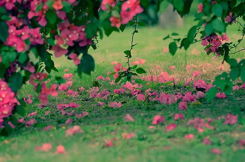 關(guān)于落花的詩句加賞析