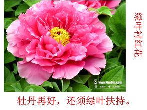 古詩中運用襯托手法的詩句