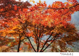 有關(guān)秋天的詩句古詩,關(guān)于描寫秋天的詩句古詩,歌頌秋天的詩句古詩