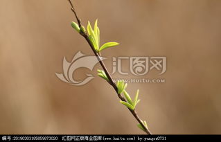 柳枝發(fā)芽的仿古詩(shī)句