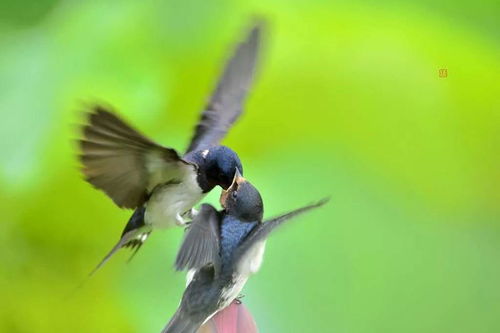 關(guān)于飛禽走獸詩句