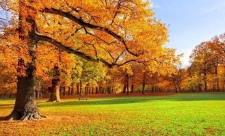 古詩(shī)中描寫秋天美景的詩(shī)句