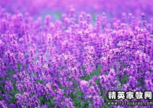 關(guān)于薰衣草的唯美詩句