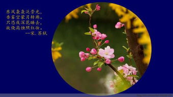 描寫海棠的詩(shī)句古詩(shī)大全,描寫海棠的詩(shī)句古詩(shī)詞,關(guān)于描寫海棠的詩(shī)句