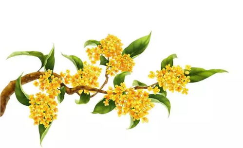 自編一首關(guān)于詠桂花的詩(shī)句