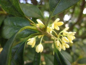 月亮與桂花的詩句,描寫月夜桂花的詩句,月亮桂花玉兔的詩句