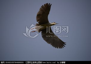 形容展翅高飛的古詩句