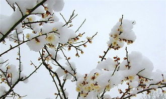 關(guān)于下雪時(shí)候的詩(shī)句