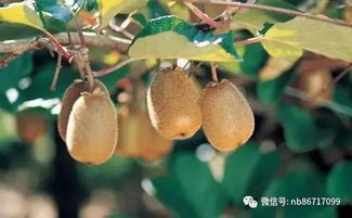 美篇關(guān)于水果的詩句