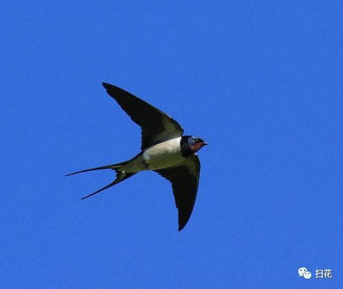 描寫燕子的古詩句有什么作用