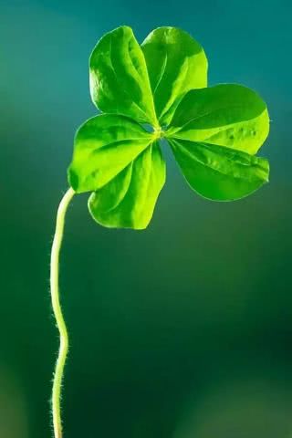 關(guān)于春天的小草詩句