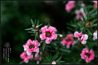 關(guān)于雨打紅梅的詩句
